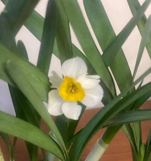 兰花花语有哪些种类？如何挑选合适的品种？