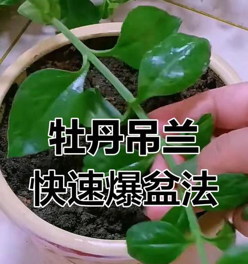 呆兰的花语有何特别之处？如何进行修剪？