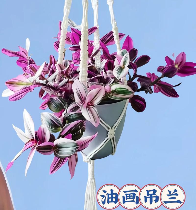 呆兰的花语有何特别之处？如何进行修剪？