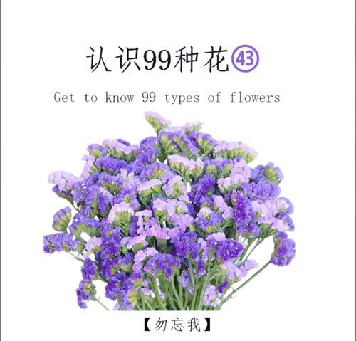 繁蒌的花语是什么？在园艺中有哪些用途？