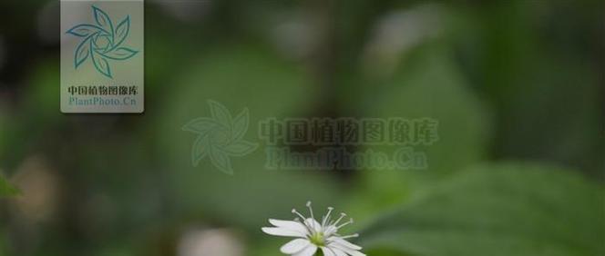 繁蒌的花语是什么？在园艺中有哪些用途？