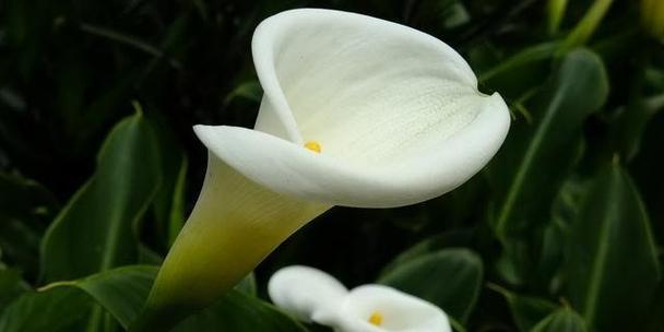 紫海芋花语有何含义？如何进行繁殖和养护？