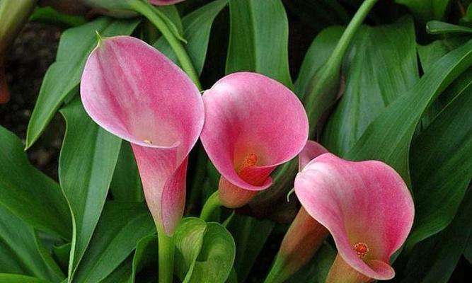 紫海芋花语有何含义？如何进行繁殖和养护？