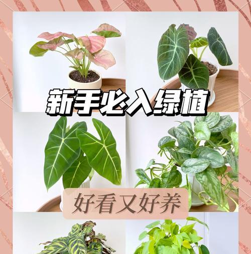 紫海芋花语有何含义？如何进行繁殖和养护？