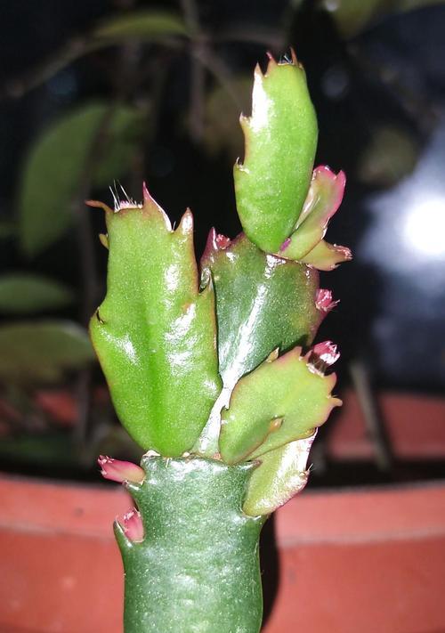 蟹爪兰的花语是什么？如何正确养护？