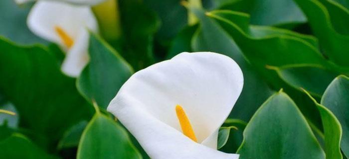 红樱芋的花语是什么？如何进行日常管理？