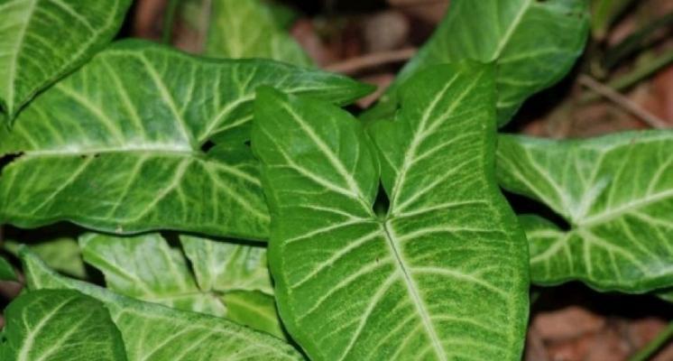 红樱芋的花语是什么？如何进行日常管理？