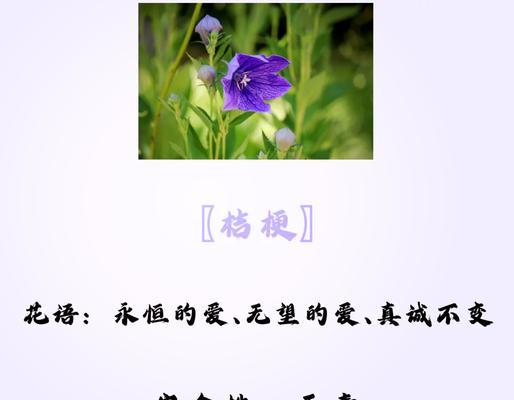 桔梗花的花语有哪些？如何进行修剪？