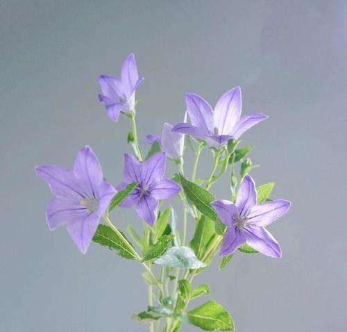 桔梗花的花语有哪些？如何进行修剪？