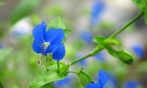 淡叶竹的花语是什么？如何进行水培？