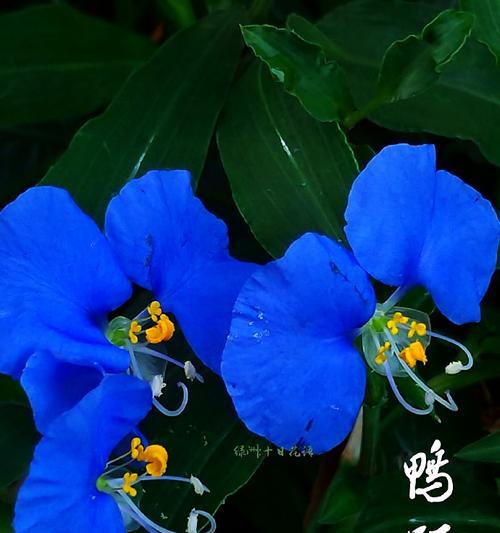 淡叶竹的花语是什么？如何进行水培？