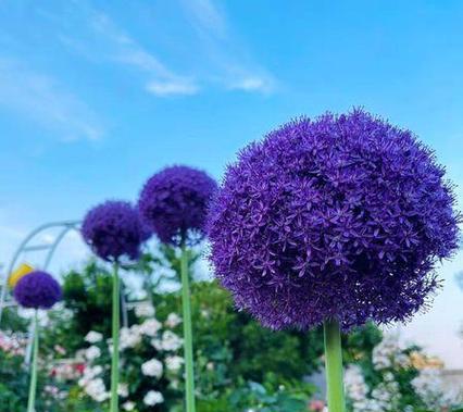 硕葱花的花语是什么？如何进行土壤选择？