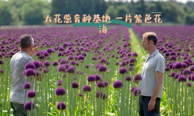 硕葱花的花语是什么？如何进行土壤选择？