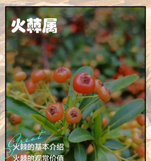 火棘树的花语有哪些？如何进行修剪？
