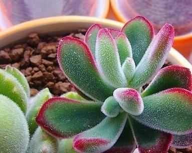 锦晃星的花语是什么？如何进行繁殖？