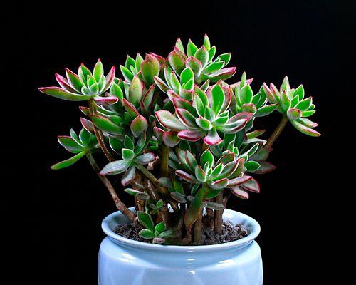 锦晃星的花语是什么？如何进行繁殖？