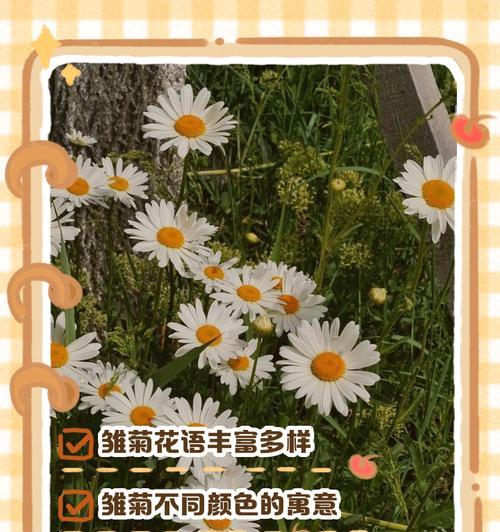 小雛菊的花语是什么？如何进行种植？