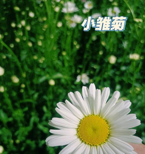 小雛菊的花语是什么？如何进行种植？