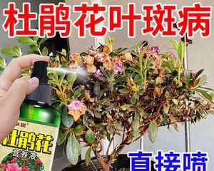 酸叶的花语有哪些含义？如何进行养护？