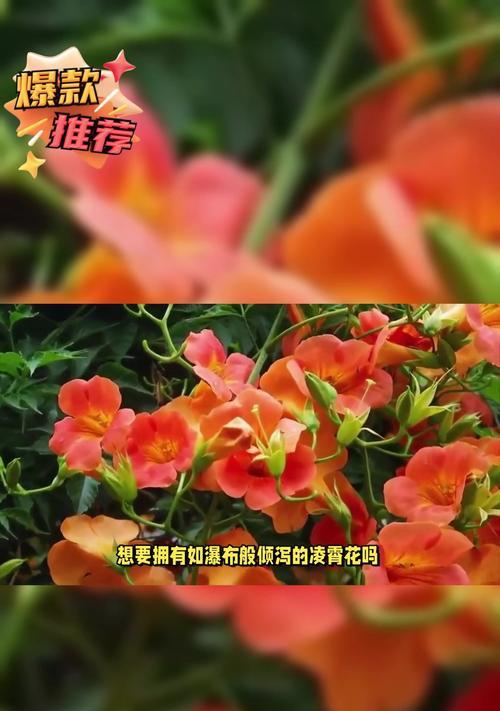 凌霄花的花语是什么？如何进行修剪？