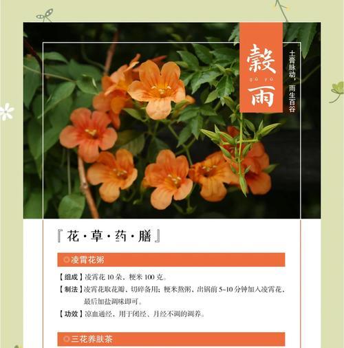 凌霄花的花语是什么？如何进行修剪？