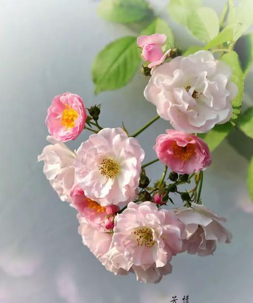 七姐妹的花语是什么？如何进行繁殖？