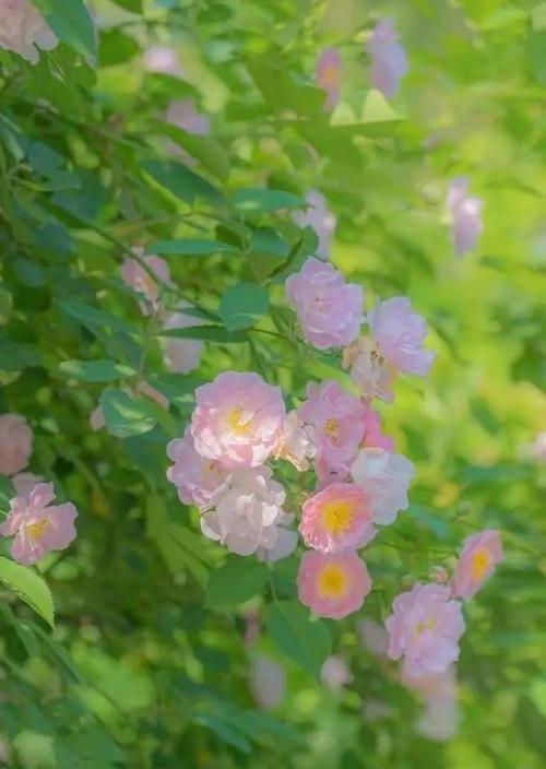 七姐妹的花语是什么？如何进行繁殖？