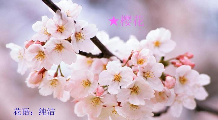 樱花花语有哪些含义？表达什么情感？
