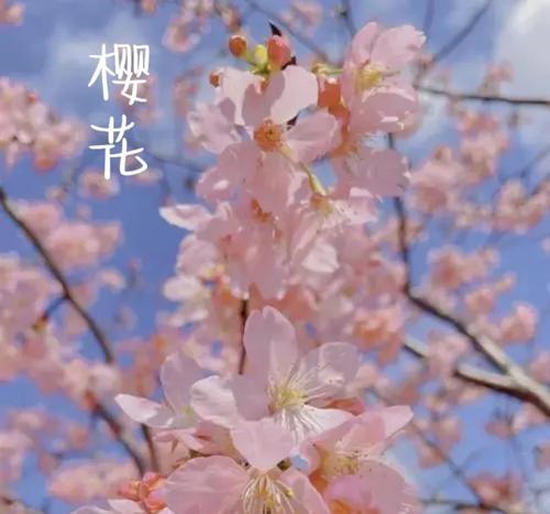 樱花花语有哪些含义？表达什么情感？