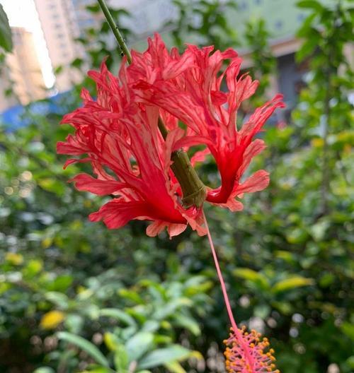 鼠尾掌花语有何深意？它象征着什么？