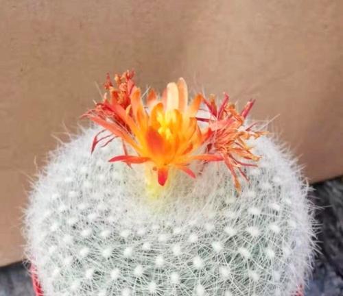 鼠尾掌花语有何深意？它象征着什么？