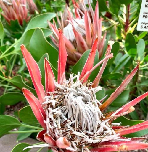 鼠尾掌花语有何深意？它象征着什么？