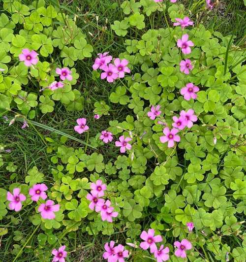 酢浆花的花语是什么？它有什么寓意？