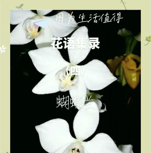 葫蝶兰花语代表什么？它传递了哪些信息？