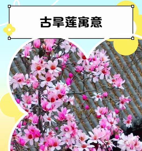 古刺花花语有何深意？它象征着什么？
