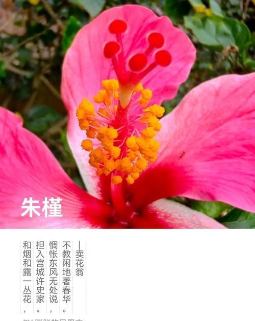 株槿花花语有何深意？它象征着什么？