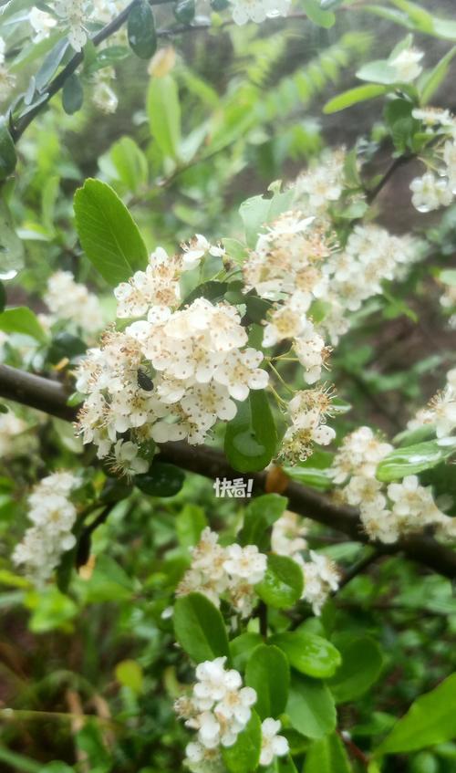 火棘花语是什么？它有什么特别含义？