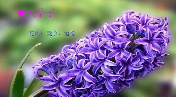 小果花花语有哪些含义？