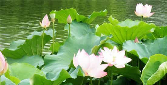 红稚儿花语的象征意义是什么？