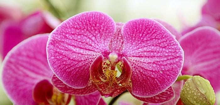红稚儿花语的象征意义是什么？