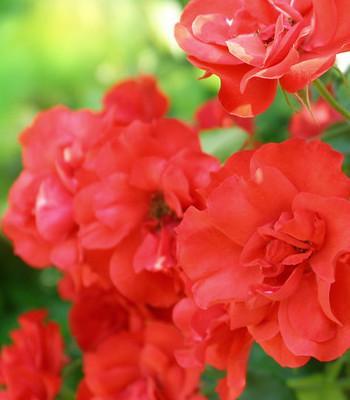 红樱花花语背后的故事是什么？