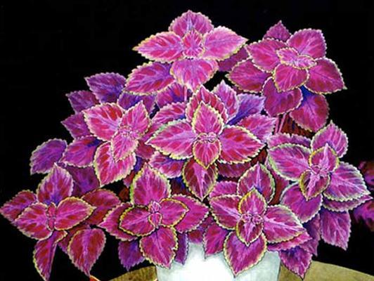 采叶草花语的详细解释是什么？