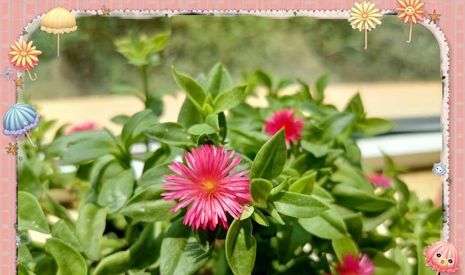 露草的花语代表了什么？