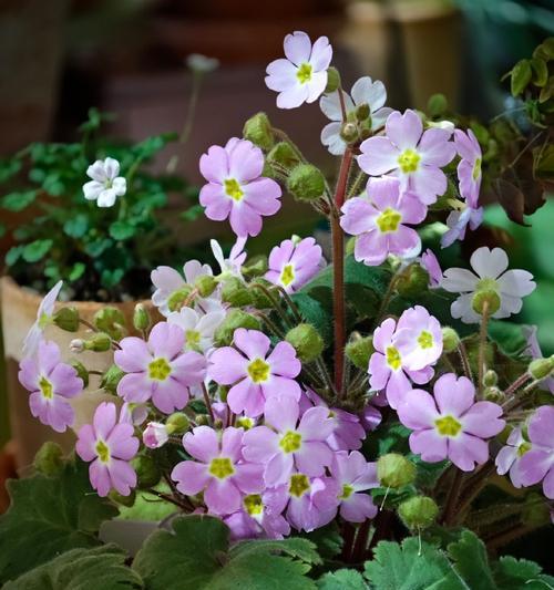 露草的花语代表了什么？