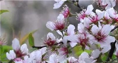 郁李花花语的象征意义是什么？