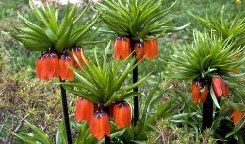 子甲花花语的深层含义是什么？