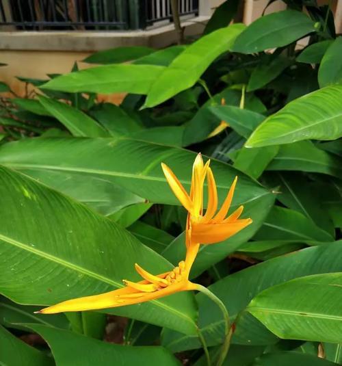 子甲花花语的深层含义是什么？