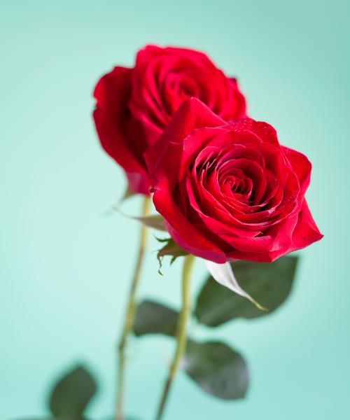 刺梅花花语背后的故事是什么？