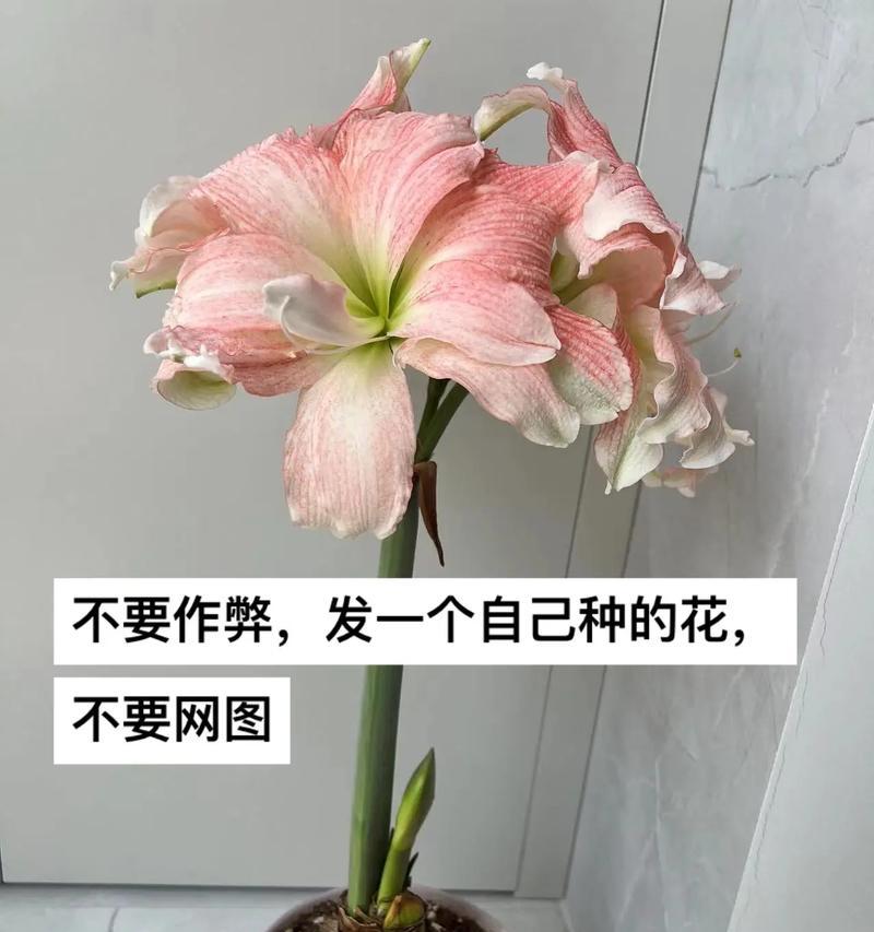 株顶红花语的象征意义是什么？