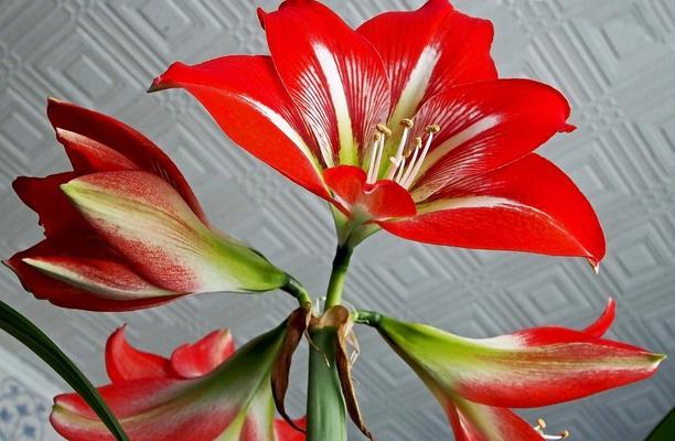 株顶红花语的象征意义是什么？